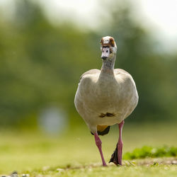 Close-up of bird perching on a field