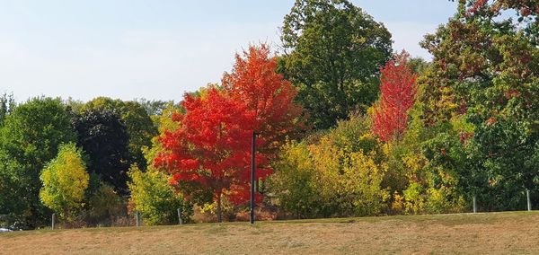 Trees and plants during autumn