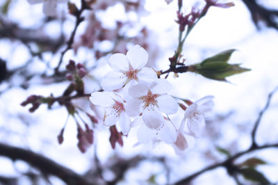 Low angle view of cherry blossoms in spring