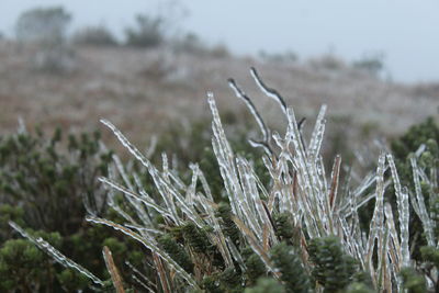 Close-up of plant growing on field