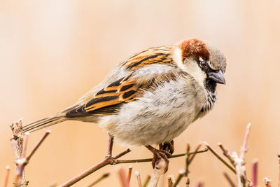 Male house sparrow or passer domesticus is a bird of the sparrow family passeridae