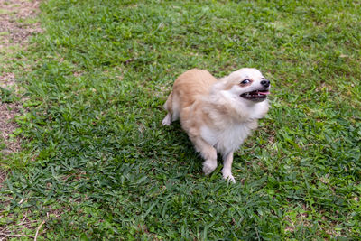 Funny pomeranian chihuahua mix playing in a green yard in florida.