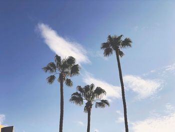Low angle view of palm trees against sky