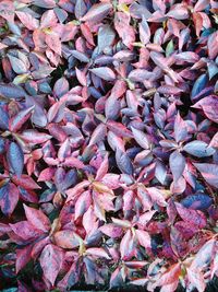 Full frame shot of fresh pink leaves on plant