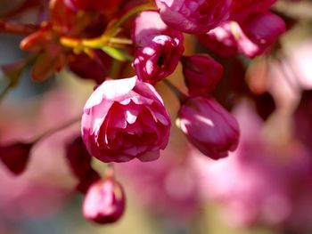 Close-up of pink flowering plant