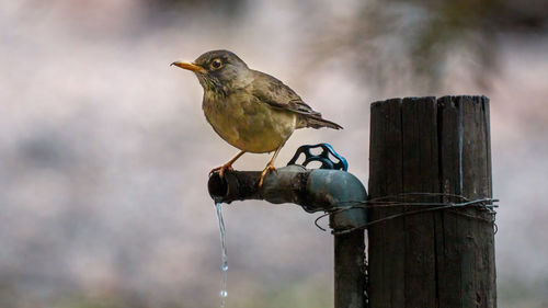 Bird perching on wooden post