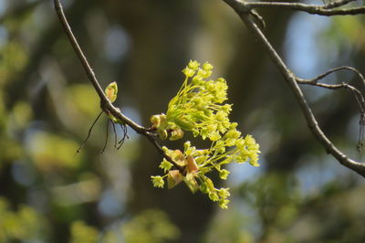 Close-up of plant on branch