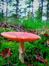 Close-up of mushroom growing on field