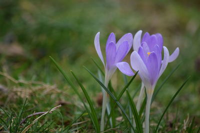 Close-up of purple flowers blooming in field