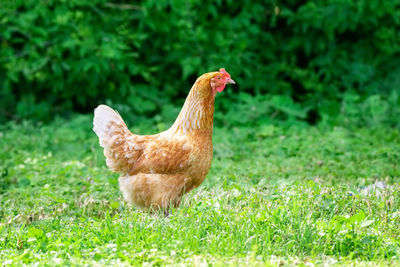 View of a duck on field