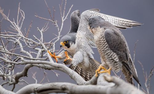 Close-up of falcons perching on branch