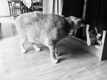 Cat on hardwood floor