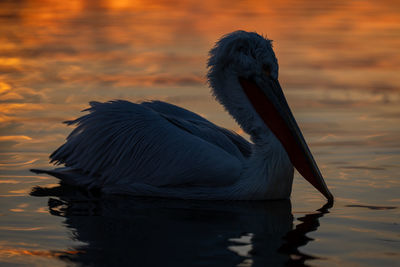 Close-up of pelican