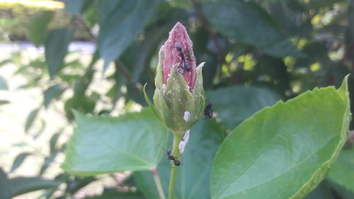 Close-up of purple flowering plant