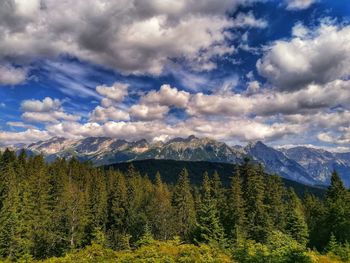 Scenic view of pine trees against sky