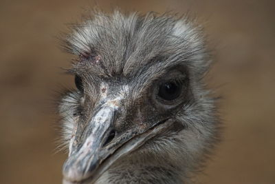 Close-up portrait of a bird