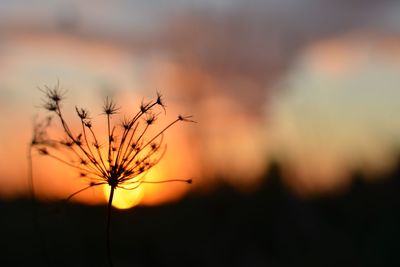 Close-up of silhouette plant against orange sky