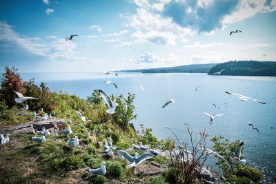 Seagulls flying over sea against sky