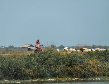 Rear view of a woman herding goats on a bicycle