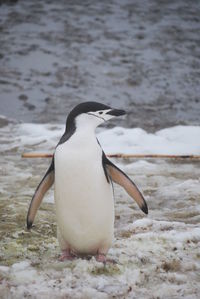 View of a penguin on beach