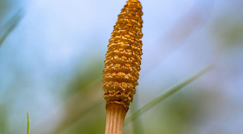 Close-up of corn on plant