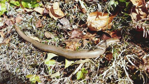 High angle view of snake on field