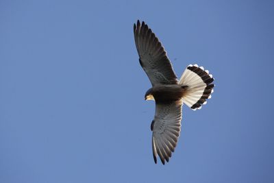 Low angle view of bird flying against clear blue sky