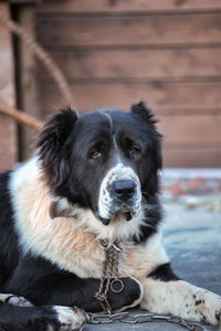 Portrait of dog sitting outdoors