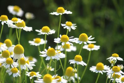 Close-up of white flowering plants on field