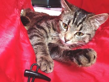 Close-up portrait of cat on red bed at home