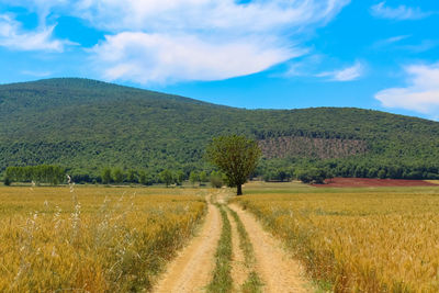 Scenic view of landscape against sky