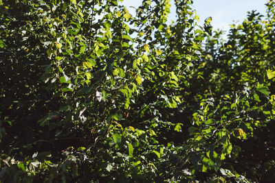 Green plants against trees