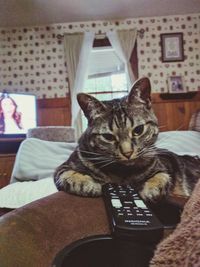 Portrait of cat sitting on sofa at home