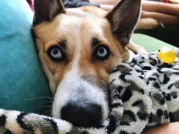 Close-up portrait of dog