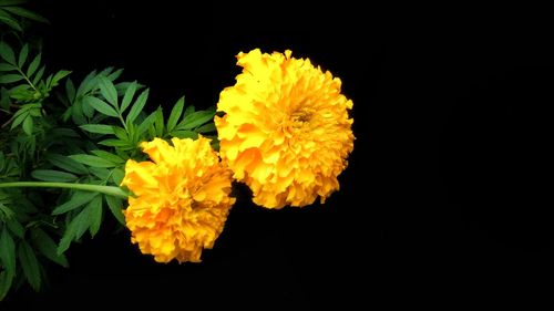 Close-up of yellow flower blooming against black background