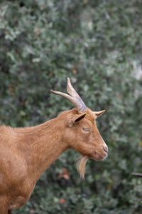 Isolated brown goat, animal portrait with copy space