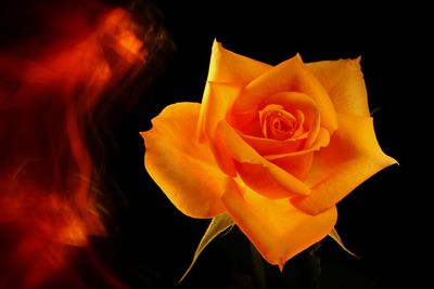 Close-up of orange rose against black background