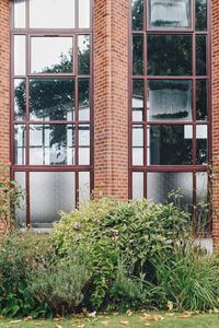 Plants seen through window