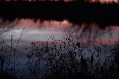 Silhouette plants against sky at sunset