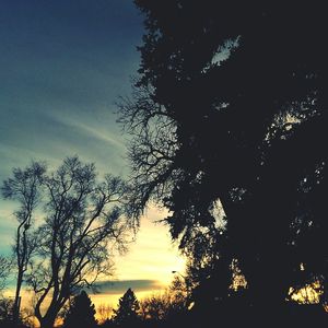Silhouette of trees at sunset