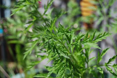 Close-up of green leaves
