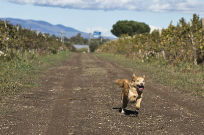 Dog on road against sky