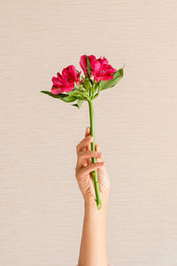 Close-up of hand holding bouquet against red wall