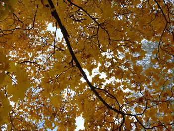 Low angle view of trees