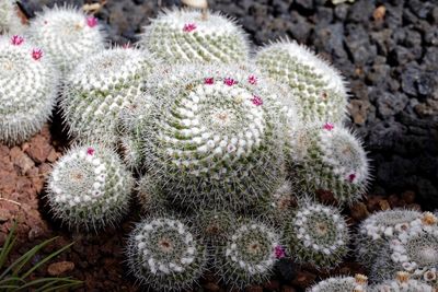 High angle view of succulent plant on field