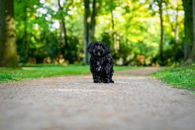 Portrait of black dog sitting on plant