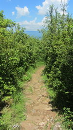 Dirt road amidst trees in forest against sky