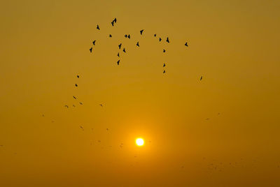 Flock of birds flying in sky during sunset
