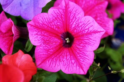 Close-up of pink flower blooming outdoors