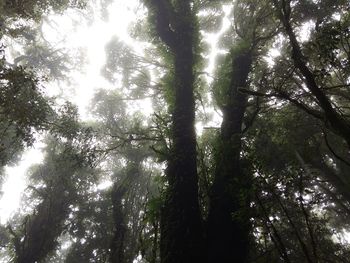 Low angle view of trees in forest